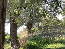 olijvengaard.webp